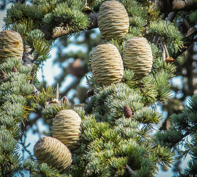 Cèdre de l’Atlas - Huile essentielle