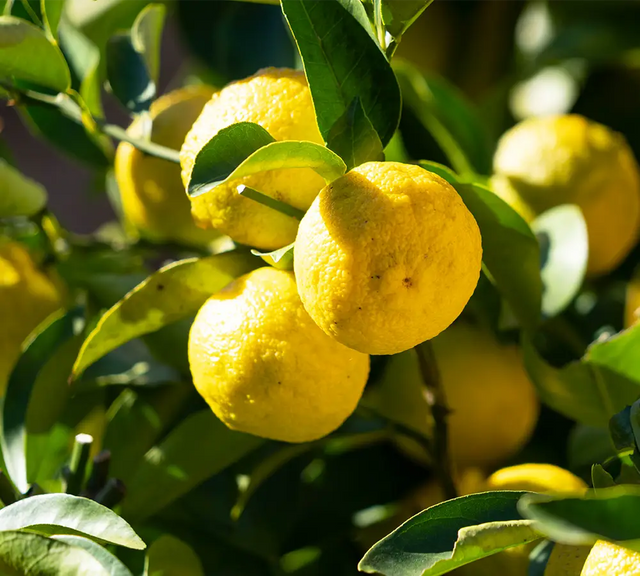 Citron - Huile essentielle