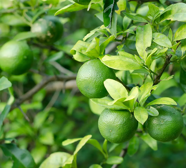 Citron vert - Huile essentielle