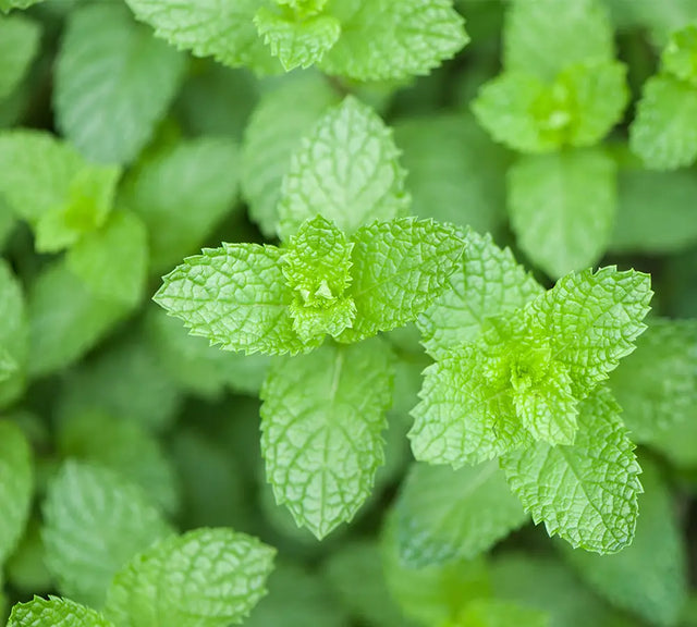 Menthe poivrée - Huile essentielle