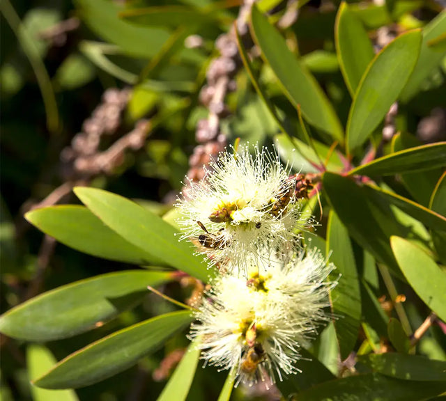 Niaouli - Huile essentielle