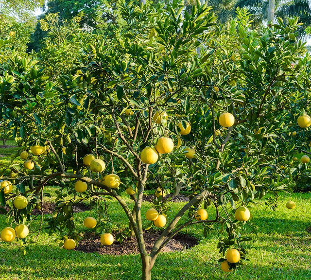 Pamplemousse - Huile essentielle