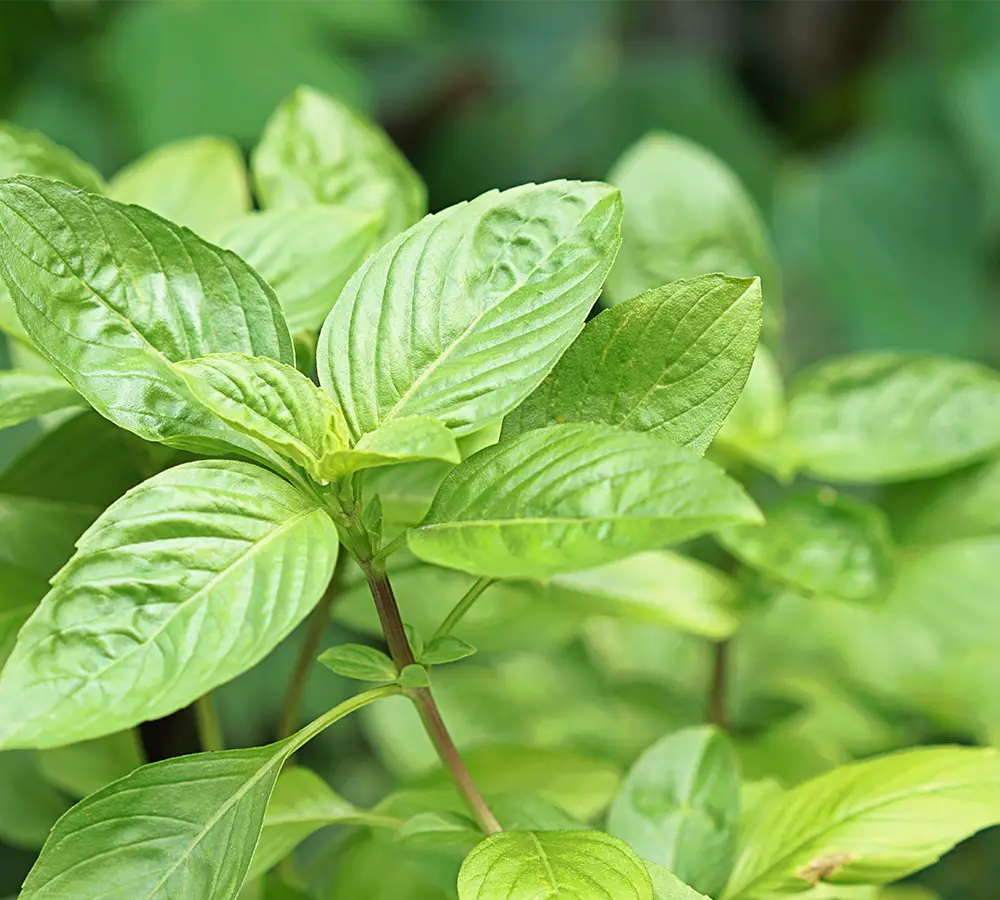 Basilic Tropical - Huile essentielle