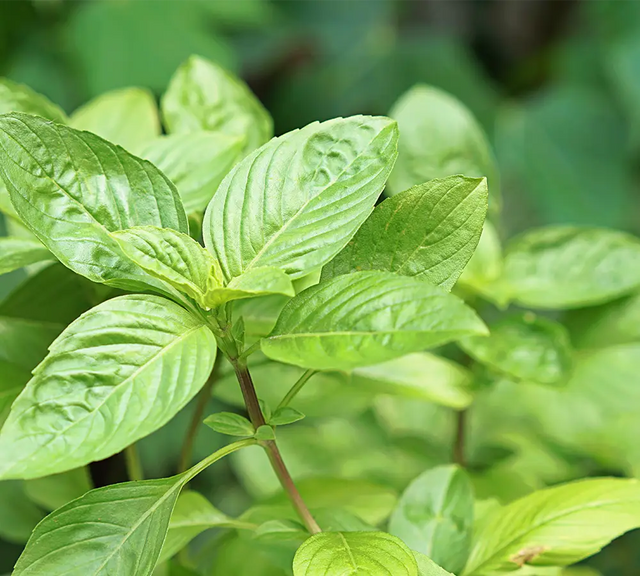 Basilic Tropical - Huile essentielle