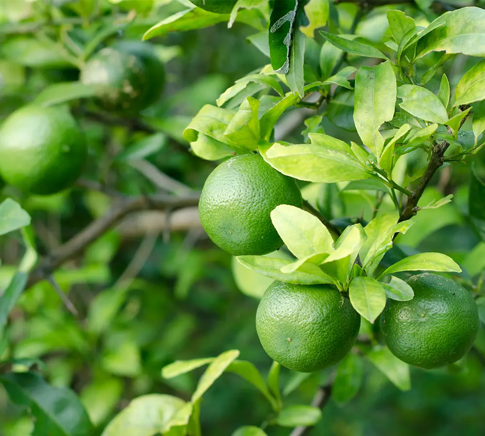 Citron vert - Huile essentielle