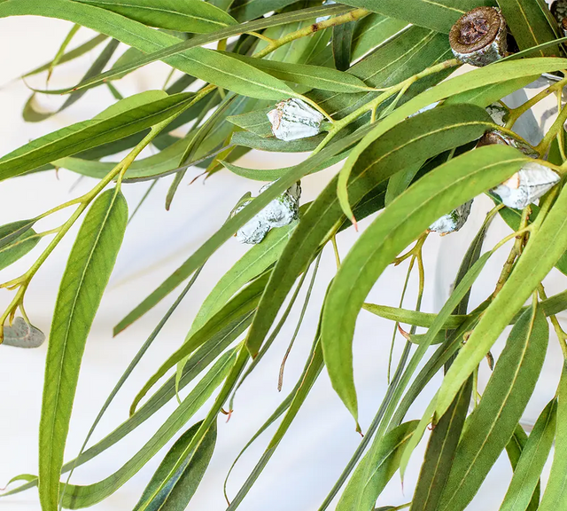 Eucalyptus radié - Huile essentielle