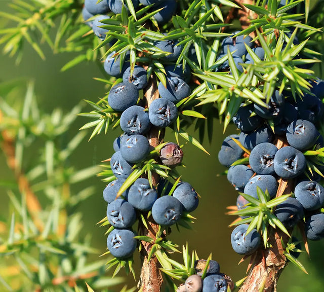 Genévrier baies - Huile essentielle