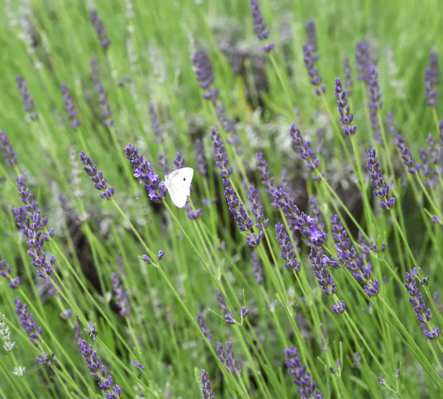 Lavandin grosso - Huile essentielle