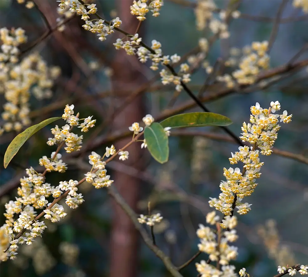 Litsée citronnée - Huile essentielle