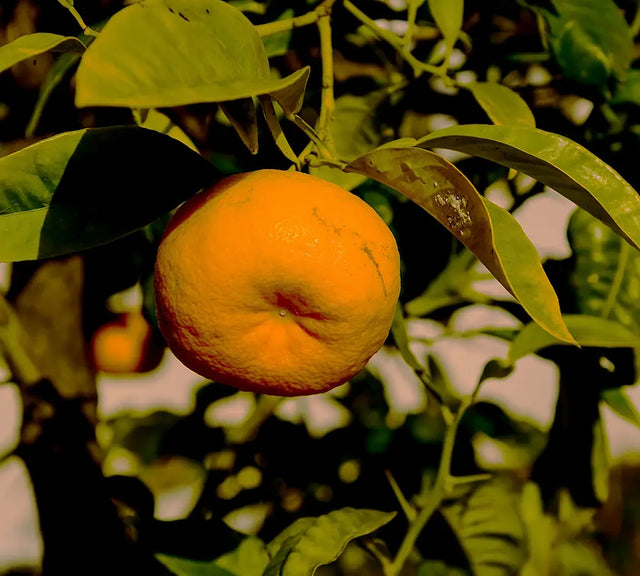 Petit grain bigarade - Huile essentielle