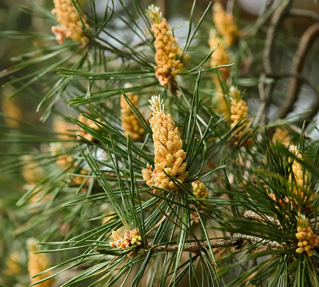 Pin sylvestre - Huile essentielle