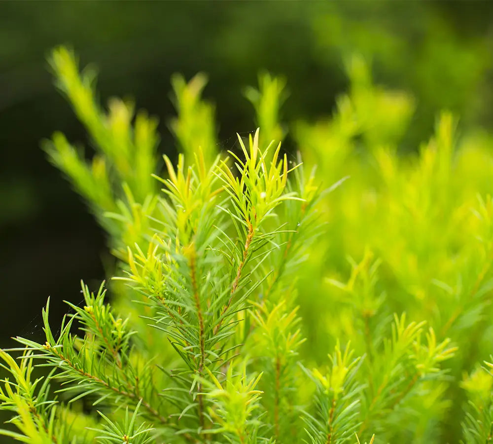 Tea tree - Huile essentielle - Born to Bio