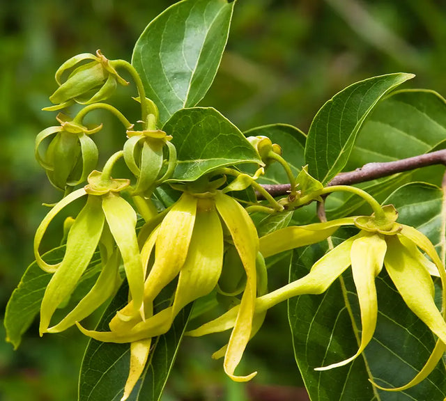 Ylang-Ylang - Huile essentielle