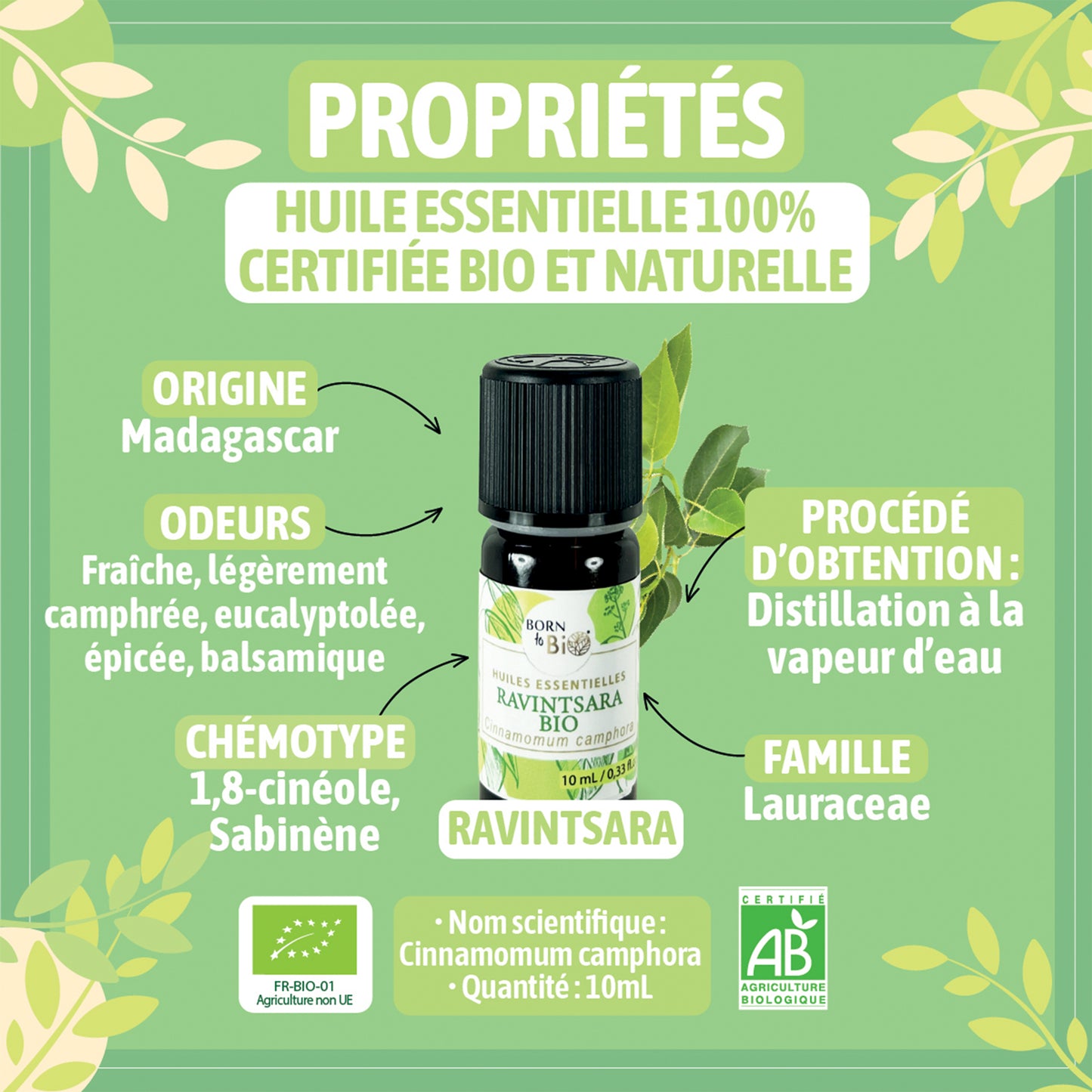 Huile essentielle de Ravintsara bio, au parfum frais et camphré, obtenue par distillation à la vapeur des feuilles. 