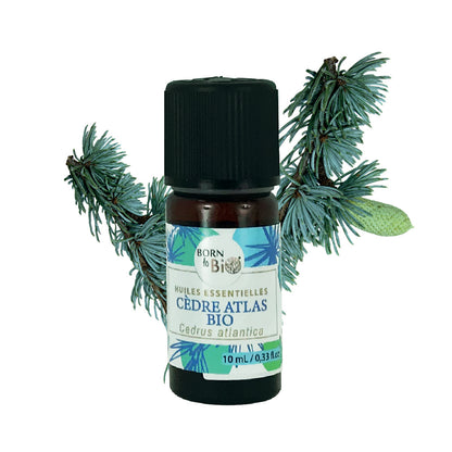 Huile essentielle de Cèdre Atlas bio, au parfum boisé et chaud, obtenue par distillation à la vapeur du bois, pour une expérience olfactive authentique et naturelle.