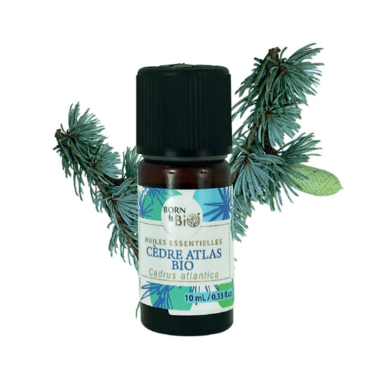 Huile essentielle de Cèdre Atlas bio, au parfum boisé et chaud, obtenue par distillation à la vapeur du bois, pour une expérience olfactive authentique et naturelle.
