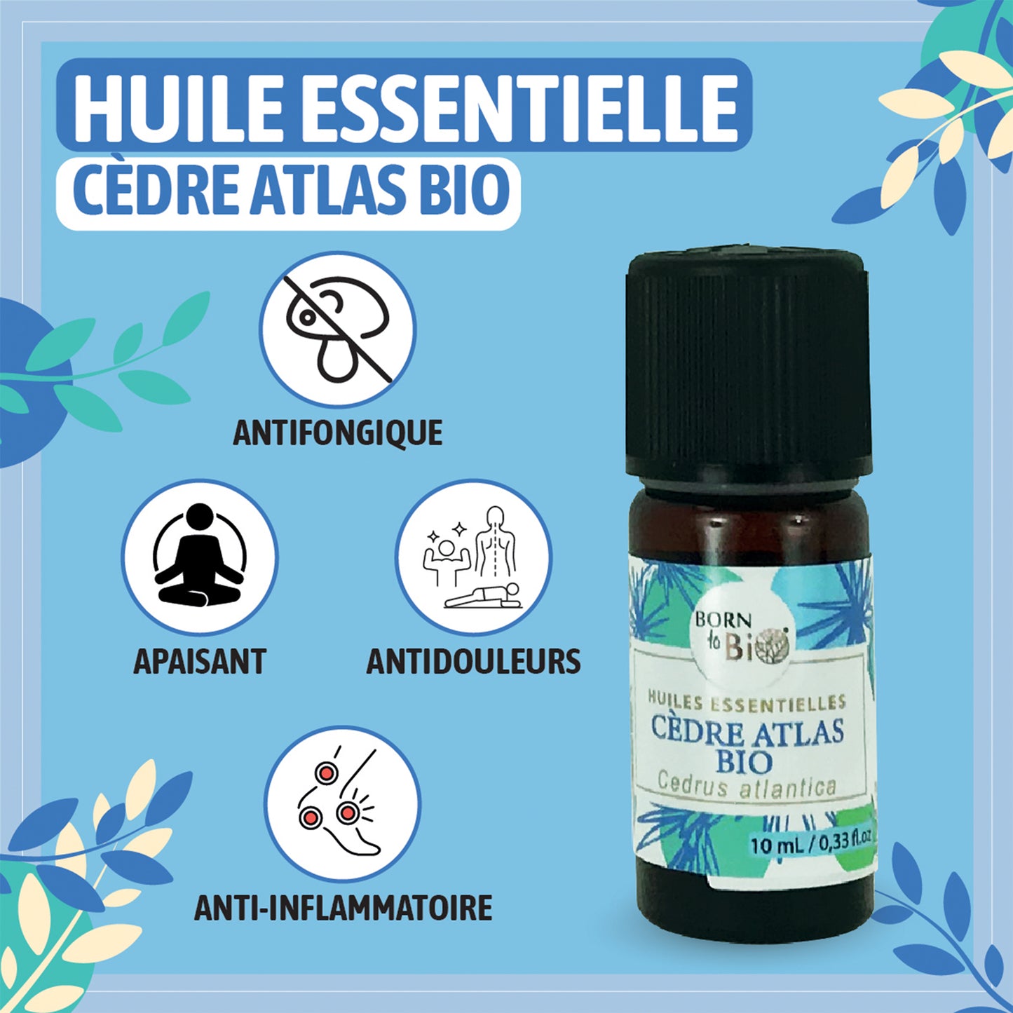 Huile essentielle de Cèdre Atlas bio, au parfum boisé et chaud, obtenue par distillation à la vapeur du bois, pour une expérience olfactive authentique et naturelle.