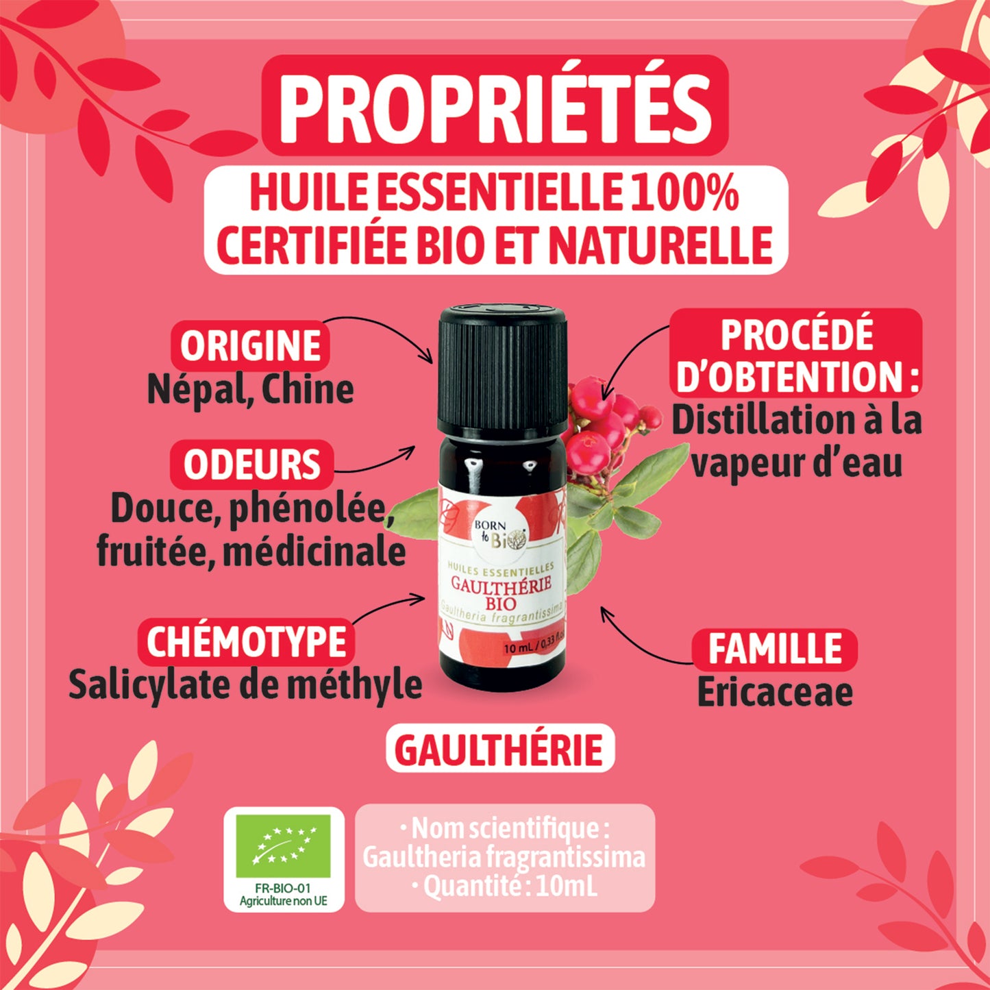 Huile essentielle de Gaulthérie bio, au parfum puissant et légèrement médicinal, obtenue par distillation à la vapeur des feuilles, pour une senteur intense et caractéristique.