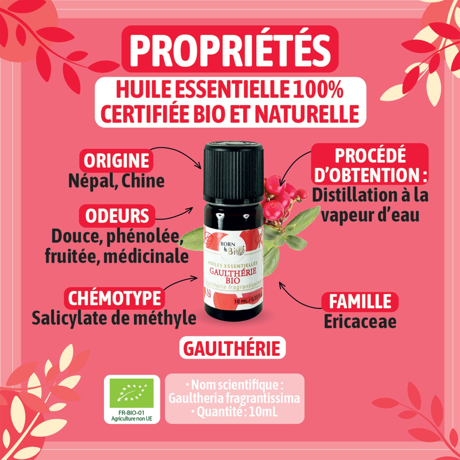 Huile essentielle de Gaulthérie bio, au parfum puissant et légèrement médicinal, obtenue par distillation à la vapeur des feuilles, pour une senteur intense et caractéristique.