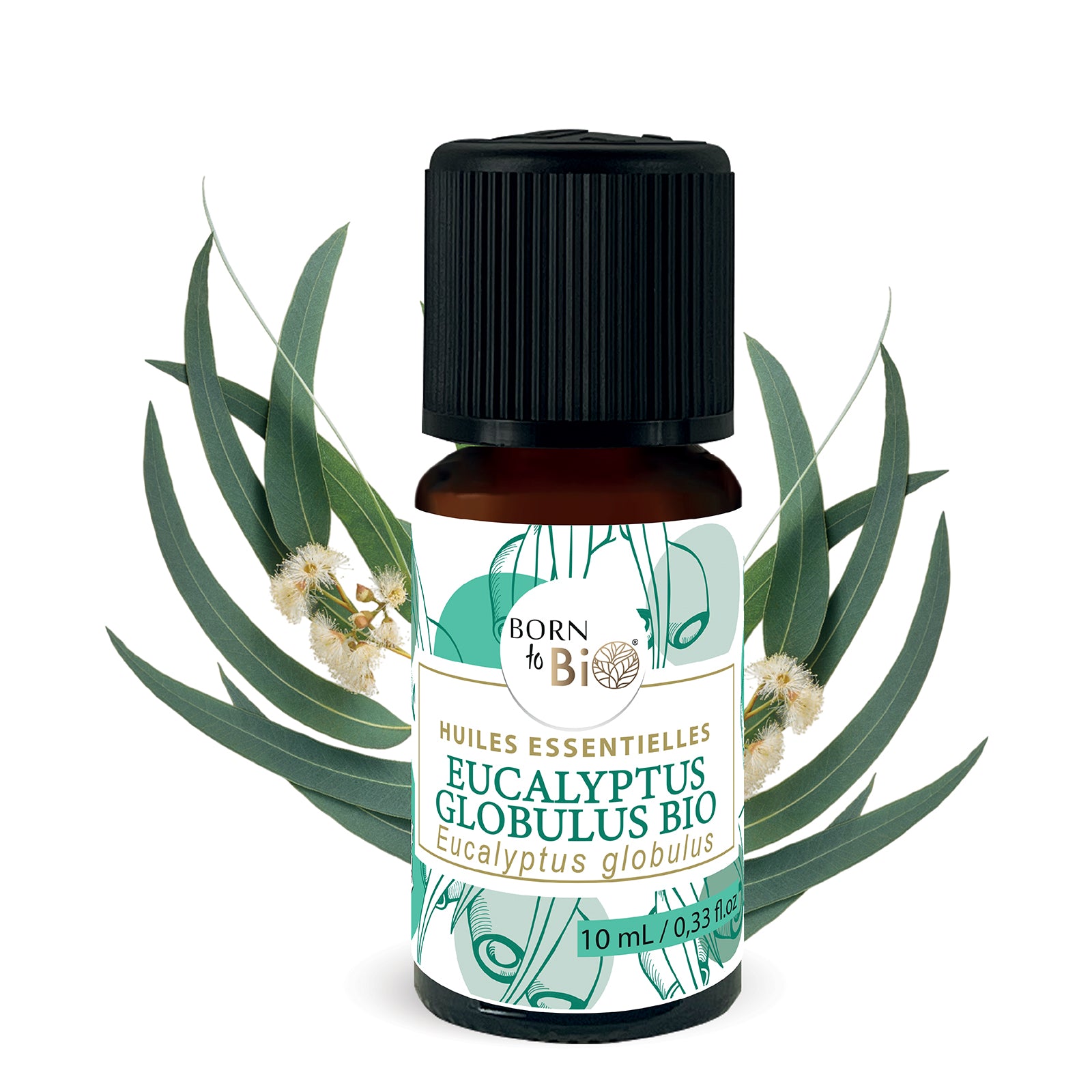 Huile essentielle d’Eucalyptus globulus Bio, au parfum frais et camphré, obtenue par distillation à la vapeur des feuilles.
