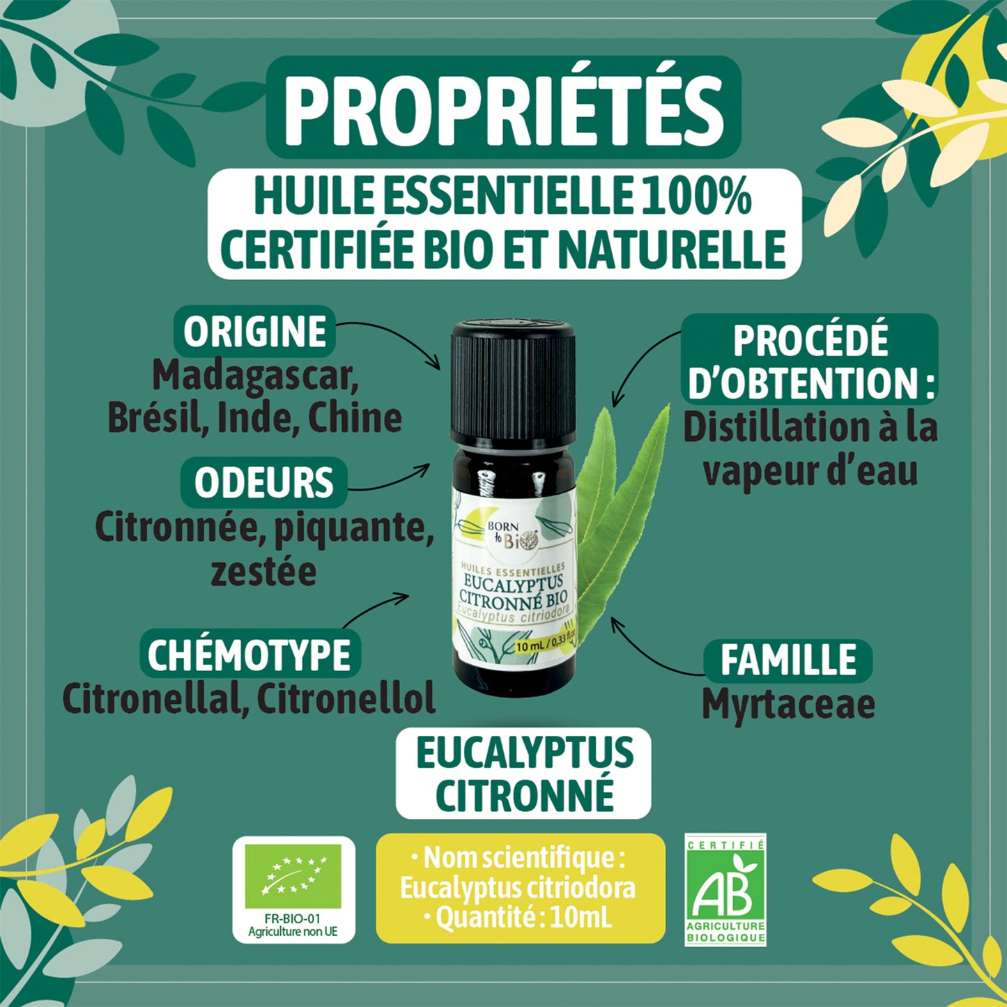 Huile essentielle d’Eucalyptus citronné Bio, fraîche et citronnée, obtenue par distillation à la vapeur des feuilles.