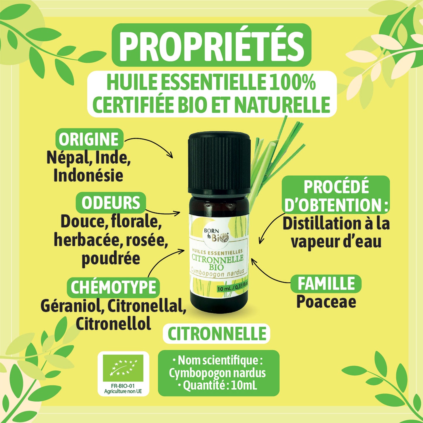 Illustration des bienfaits de l'huile essentielle de citronnelle bio, utilisée pour ses propriétés apaisantes et purifiantes dans l'aromathérapie.