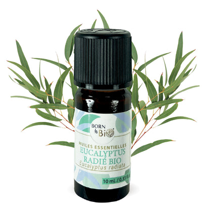  Flacon d'huile essentielle d'eucalyptus radié bio de Born To Bio, réputée pour ses propriétés purifiantes et apaisantes, idéale pour l'aromathérapie.
