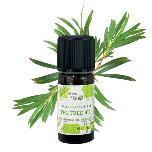  Huile essentielle de Tea Tree bio, au parfum frais et herbacé, obtenue par distillation à la vapeur des feuilles, pour une senteur pure et vivifiante. 