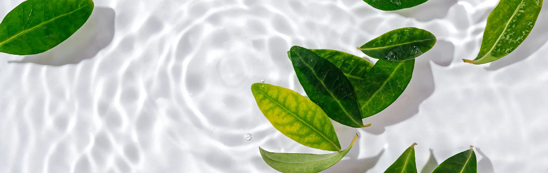 banniere-page-contact-born-to-bio