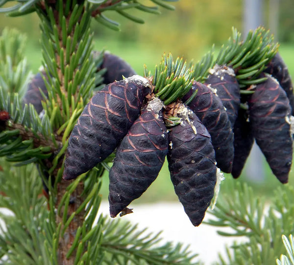 branche-epinette-noire-utilisee-dans-les-formules-born-to-bio