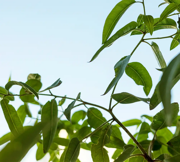 feuilles-eucalyptus-citronne-utilisees-dans-les-cosmetiques-born-to-bio