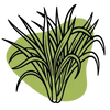 Lemongrass