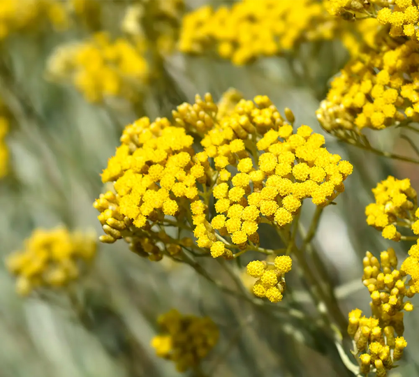 helichryse-italienne-born-to-bio