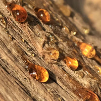 Bois ambré – Boisé