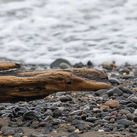 Bois flotté – Boisé