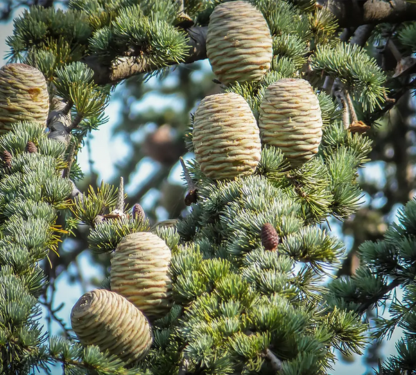 ingredient-naturel-cedre-atlas-bio-born-to-bio