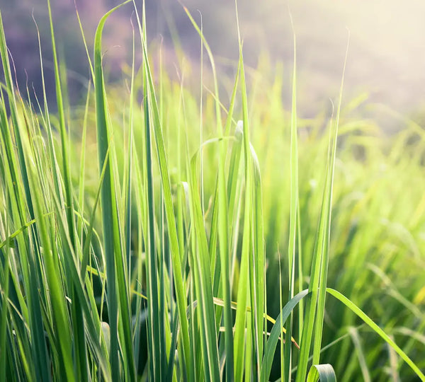 ingredient-naturel-citronnelle-born-to-bio