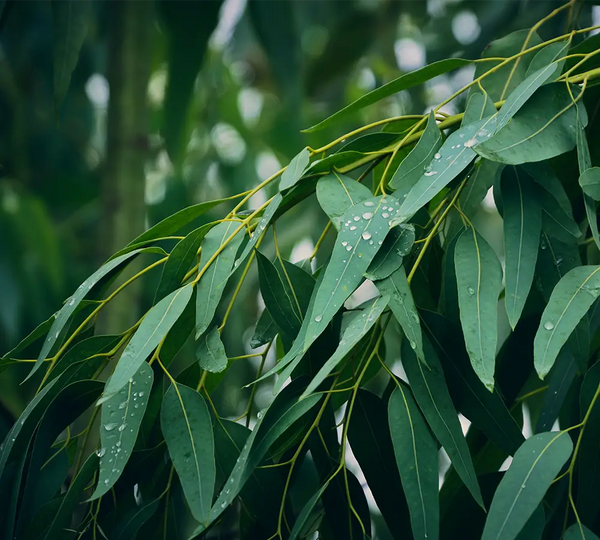 ingredient-naturel-eucalyptus-globulus-born-to-bio