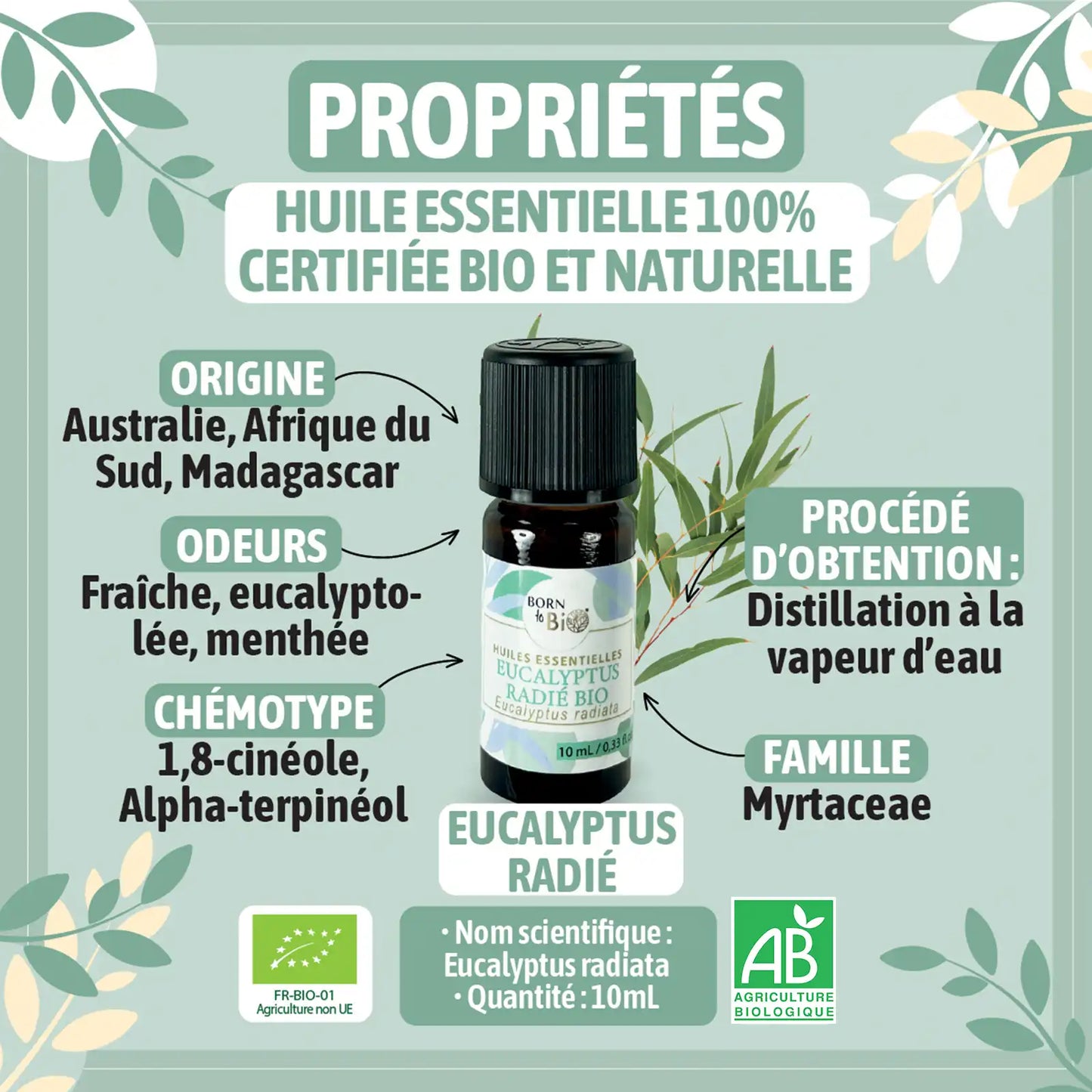 ingredient-naturel-eucalyptus-radie-born-to-bio