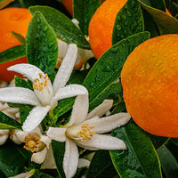 Fleur d’oranger – Floral