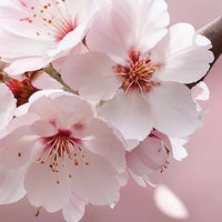 Fleur de cerisier – Floral