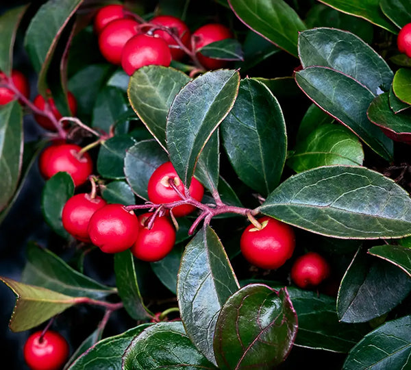 ingredient-naturel-gaultherie-born-to-bio