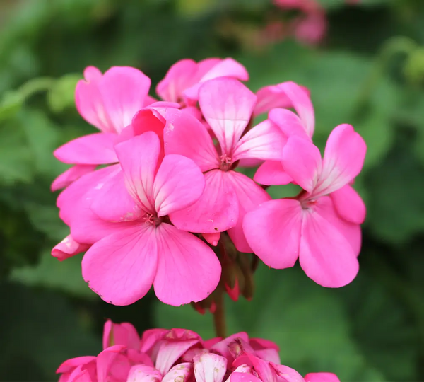 ingredient-naturel-geranium-bourbon-born-to-bio