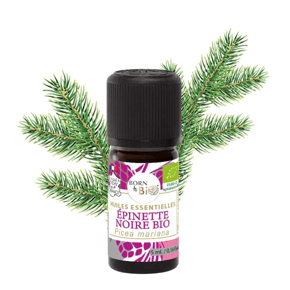 ingredient-naturel-huile-essentielle-epinette-noire-born-to-bio
