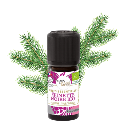 ingredient-naturel-huile-essentielle-epinette-noire-born-to-bio