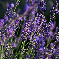 Lavande – Aromatique