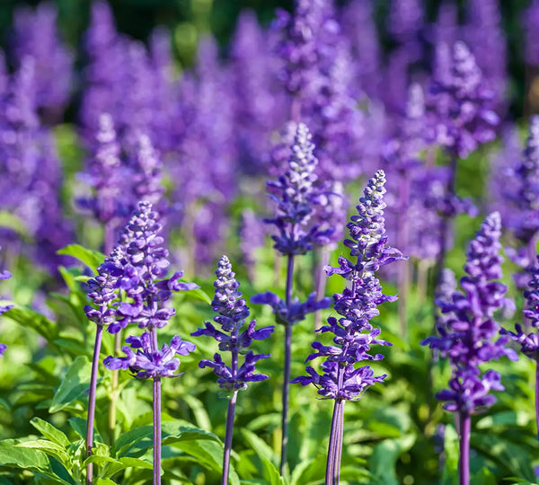 ingredient-naturel-lavande-vraie-born-to-bio