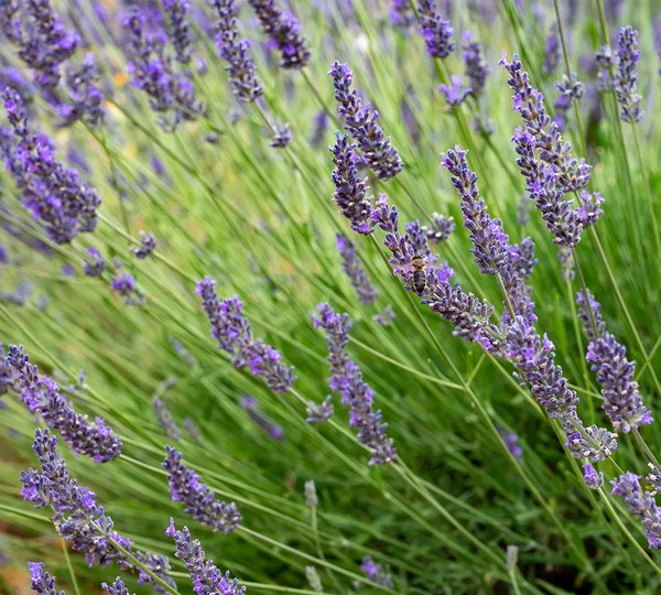 ingredient-naturel-lavandin-super-bio-born-to-bio