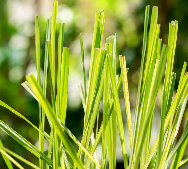 ingredient-naturel-lemongrass-born-to-bio