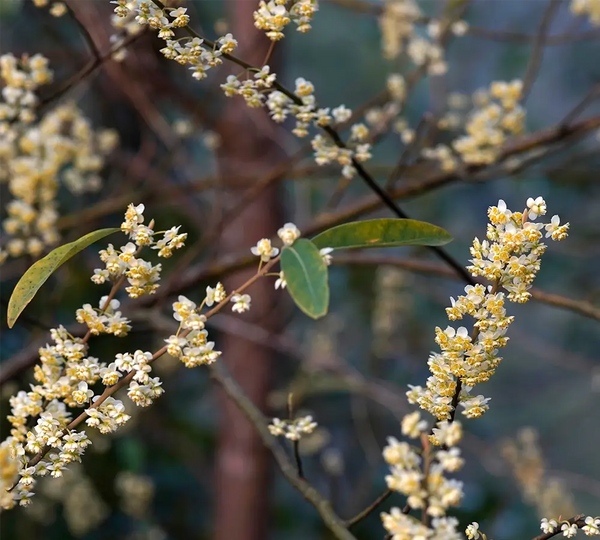 ingredient-naturel-litsee-citronnee-born-to-bio